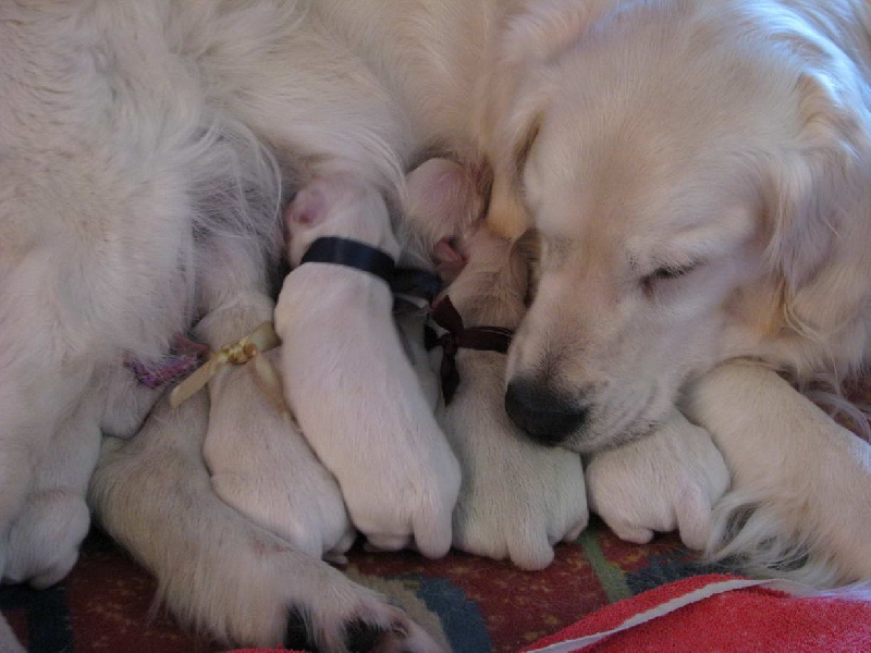 Du Puits Salé - Golden Retriever - Portée née le 31/03/2010