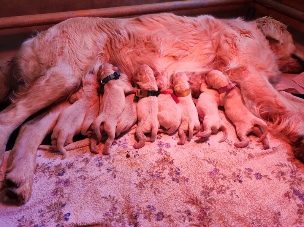 chiot Golden Retriever Du Puits Salé